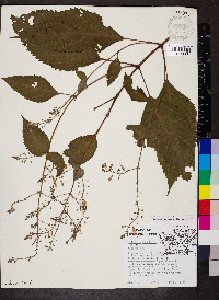 Collinsonia canadensis image