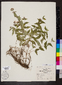 Cunila origanoides image