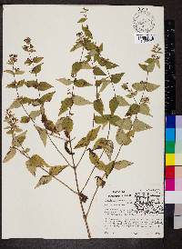 Cunila origanoides image