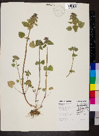 Lamium purpureum image