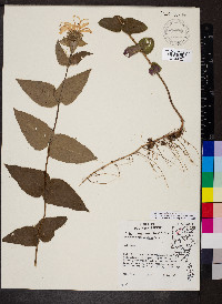 Monarda bradburiana image