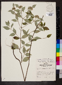 Pycnanthemum incanum image