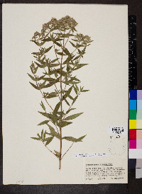 Pycnanthemum verticillatum image