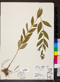 Stachys aspera image