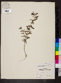 Trichostema coeruleum image