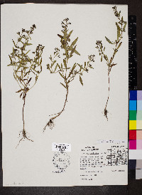 Trichostema coeruleum image