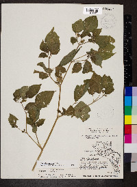 Physalis cordata image