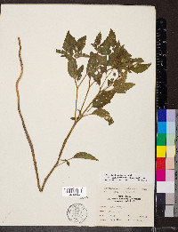 Physalis longifolia image