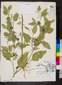 Solanum emulans image