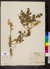 Solanum rostratum image