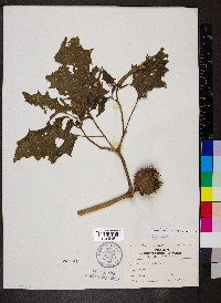 Datura stramonium image