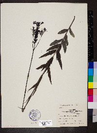 Buchnera americana image