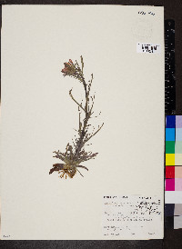 Castilleja coccinea image