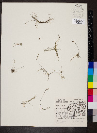 Utricularia gibba image