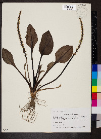 Plantago cordata image