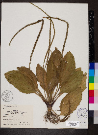 Plantago rugelii image