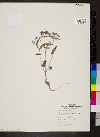 Collinsia verna image