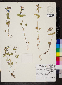 Collinsia verna image