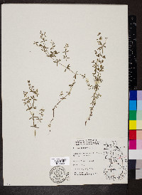 Galium obtusum image