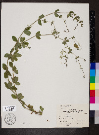 Galium pilosum image
