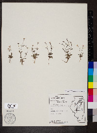 Houstonia pusilla image