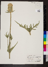 Dipsacus laciniatus image