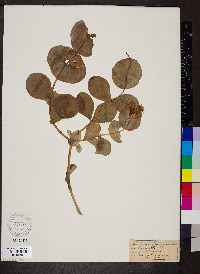 Lonicera flava image