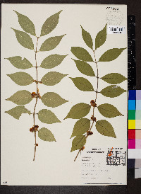 Lonicera maackii image