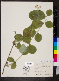 Lonicera reticulata image