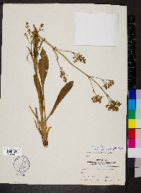 Valeriana edulis image