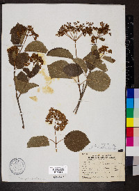 Viburnum dentatum var. lucidum image