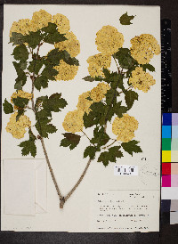 Viburnum plicatum image