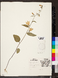 Campanula rapunculoides image