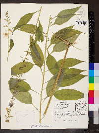 Campanulastrum americanum image