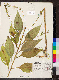 Campanulastrum americanum image