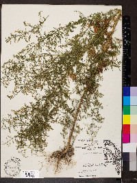 Artemisia annua image