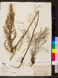 Artemisia campestris image