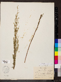 Artemisia dracunculus image