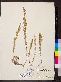 Artemisia frigida image