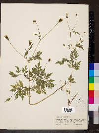 Bidens bipinnata image