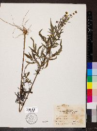 Bidens bipinnata image