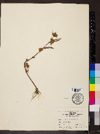 Bidens tripartita image