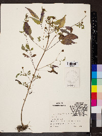 Bidens discoidea image