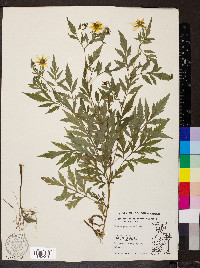 Bidens polylepis image