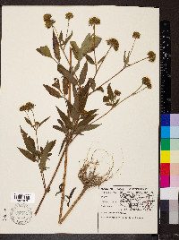 Bidens vulgata image