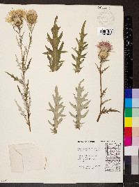 Cirsium discolor image