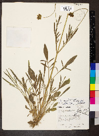 Coreopsis lanceolata image