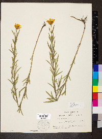 Coreopsis palmata image