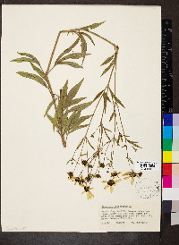 Coreopsis tripteris image