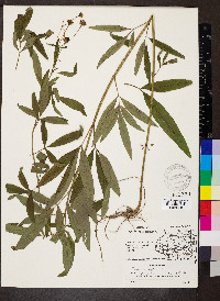 Coreopsis tripteris image